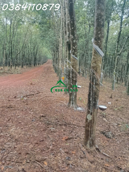 320HA NGUỒN THU MẠNH TÌM NHÀ ĐẦU TƯ320HA NGUỒN THU MẠNH TÌM NHÀ ĐẦU